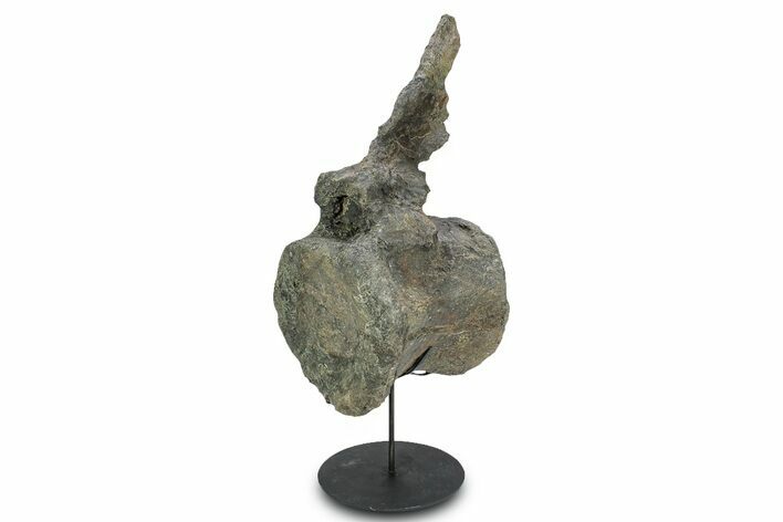 Fossil Sauropod Caudal Vertebra with Metal Stand - Colorado #335457